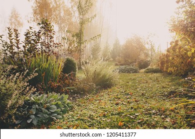 Fog In Early Morning In Late Autumn Or Winter Garden. Frosty Beautiful Rural View With Pathway, Lawn And Plants.