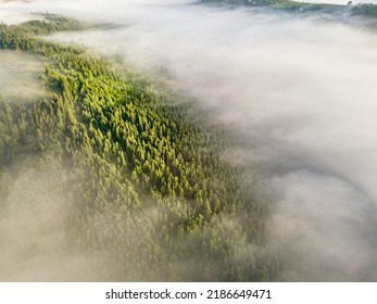 Fog envelops the mountain forest. The rays of the rising sun break through the fog. Aerial drone view. - Powered by Shutterstock