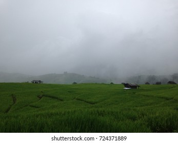 Fog in the field
