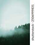 fog in the fir trees of the Carpathians misty pine forest on the mountain slope in a nature reserve