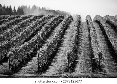 Fog, fir trees and strong shadows of rows of grapevines in this black and white study of a vineyard in Oregon.