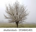 fog flowers trees in early sping season for  weather background in ionnina greeve