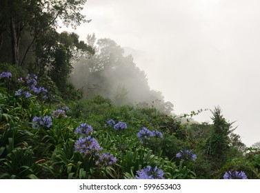 Fog And Flowers In A Waraira Repano National Park Near Caracas, Venezuela. 