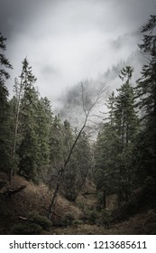 Fog in the forest