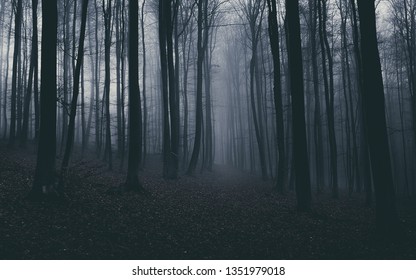 fog in the forest - Powered by Shutterstock