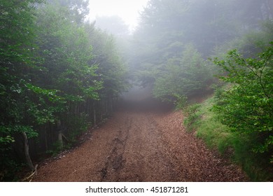 Fog in the forest