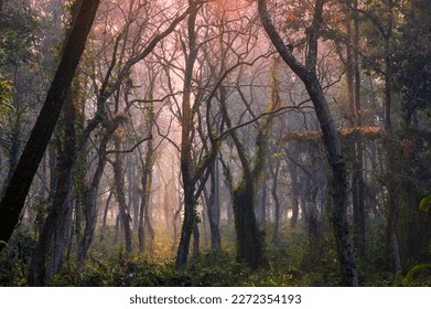 Fog in the forest. The dense forest of Lataguri, Dooars jungle, West Bengal, India. February 2023.