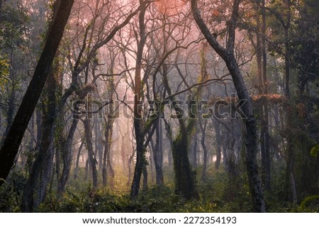 Fog in the forest. The dense forest of Lataguri, Dooars jungle, West Bengal, India. February 2023.