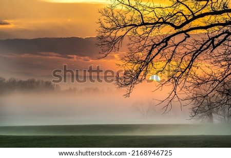 Fog in forest field at sunset. Sunset fog in field landscape