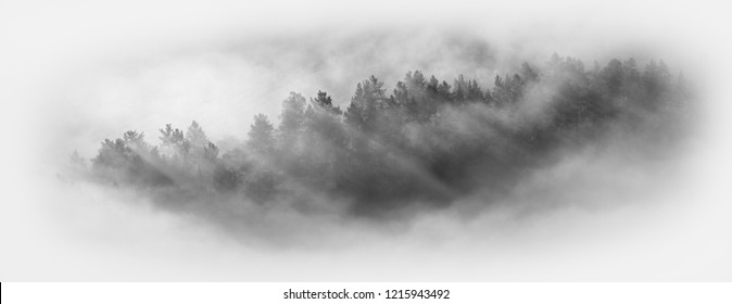 Fog In The Forest, Landscape On White Background