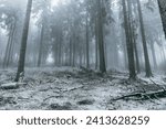 Fog in the forest in winter