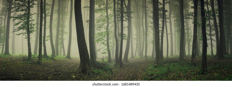 Nebel in grünem Wald, Waldpanorama-Landschaft