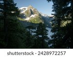 Fog Hangs In the Trees Below Mount Olympus in Olympic National Park