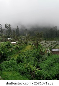 The fog has started to fall, making the atmosphere cooler and colder...


