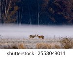 Fog hugs the ground behind two young bucks learning to spar at a wildlife refuge in northern Indiana