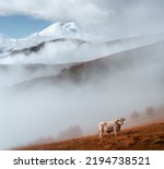 Fog. Jily-Su, Kabardino-Balkarian Republic. Elbrus volcano in the autumn fog. Cow on the background of a mountain.