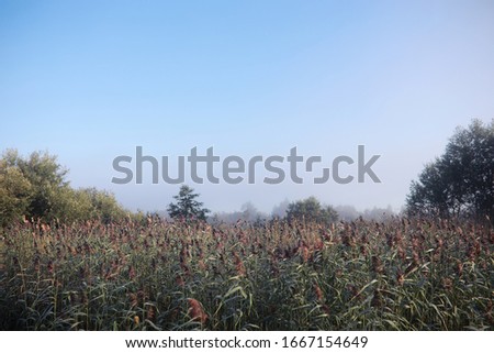 Similar – Foto Bild Baum im Nebel Umwelt Natur