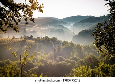 Fog Lifting From The Forest In The Morning Light