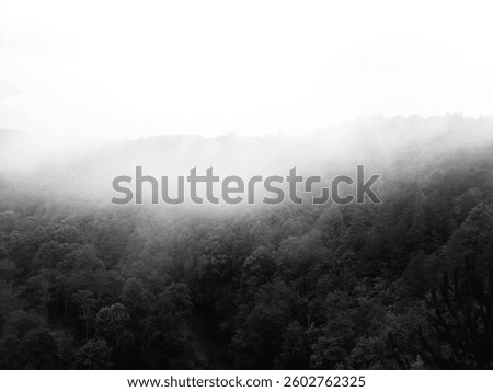 Fog mist cloud over forest trees wallpaper background. Magical, ambient atmosphere, nature