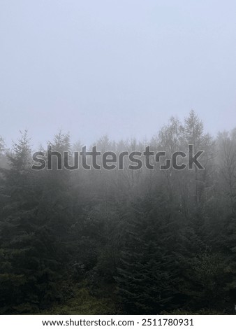 fog and mist over pine trees