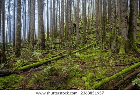 Fog in a mossy forest. Mossy forest trees. Deep forest in moss. Forest tress background