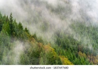 Fog In Mount Hood National Forest During Autumn