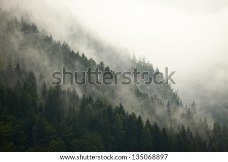 Fog in the mountain forests