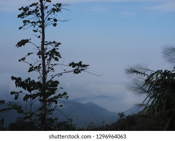 Fog mountain tree
