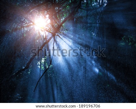 Fog in the mysterious rainforest, sun rays are shining through high dark trees, tropical woods, dangerous travel concept