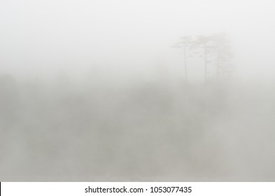 Fog On Kalaloch Beach