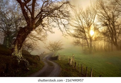 Fog on a rural road at dawn. Morning fog at rural dawn. Early morning in fog. Rural road in morning fog at dawn - Shutterstock ID 2167490957