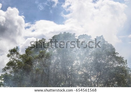 Fog on the tree and Explosive light . sky with cloud