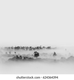 Fog Over The Forest, Black And White Tones In Minimalist Photography