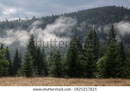 Fog over the forest in the mountains. Cloud formation