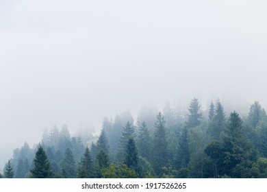 Fog over spruce forest trees at early morning. Spruce trees silhouettes on mountain hill forest at summer foggy scenery. - Powered by Shutterstock