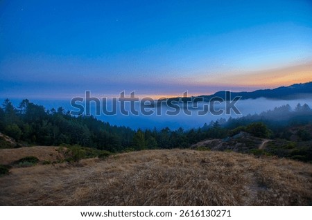The Fog Resting In Muir Woods At Dusk