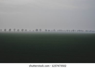 fog road and trees in Germany 