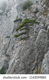 Fog In Rocky Mountains.  Sheer Rock Wall With Rare Trees In Fog