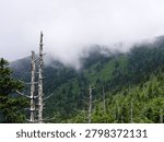 Fog rolling through mountain ridges viewed from Kuwohi in Great Smoky Mountains National Park.