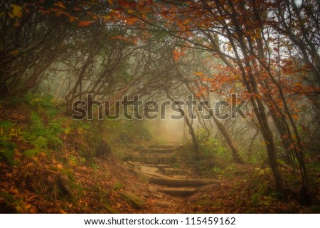 The fog settled in on Craggy Garden Trail on an autumn day. All the colors combined with the misty evening gives this scene an eery yet magical feel.