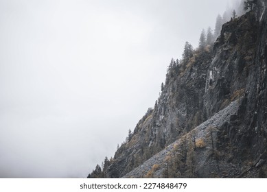Fog with snow and clouds walks on stone mountains with yellow spruce trees and a forest on steep cliffs in Altai in autumn.