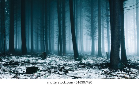 Fog And Snow In Forest 