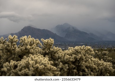 Fog and Snow Waft Through Mountains Behind Tucson and Cholla Cactus during winter storm - Shutterstock ID 2356633479