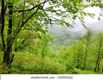 Fog In A Spring Caucasian Forest, Sochi National Park