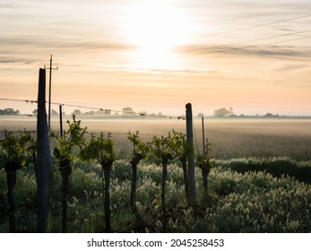 Fog at sunrise at lake Neusiedl near Oggau with vineyard in the foreground
