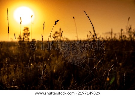 Similar – Abendrot beim Sonnenblumenfeld