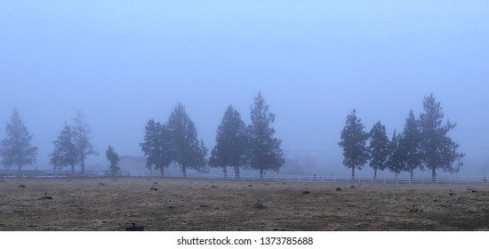 Fog and trees