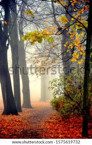 Similar – trees in the fog Fog Light