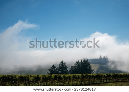 Fog wisps and swirls up into blue sky after flowing over vineyard covered hills in Oregon.