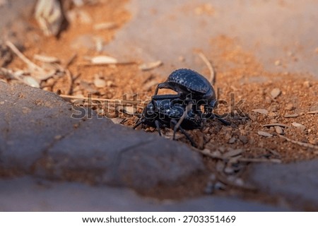 Fog-basking beetles mating on sandy ground, Hardap Region, Namibia - October 2025